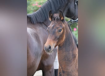 Mecklenburg-varmblod, Hingst, Föl (06/2024), Mörkbrun