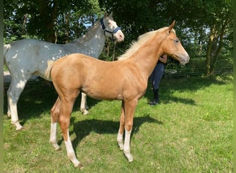 Mecklenburg-varmblod, Hingst, Föl (04/2024), Palomino