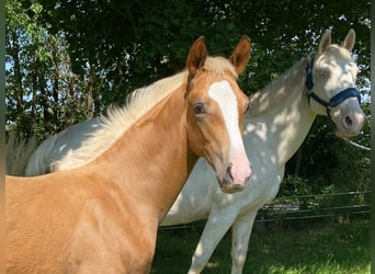 Mecklenburg-varmblod, Hingst, Föl (04/2024), Palomino