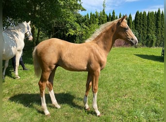 Mecklenburg-varmblod, Hingst, Föl (04/2024), Palomino