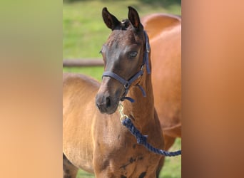 Mecklenburg-varmblod, Hingst, Föl (04/2024), Rökfärgad svart