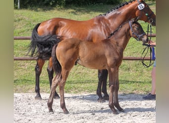 Mecklenburg-varmblod, Hingst, Föl (04/2024), Rökfärgad svart