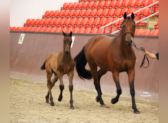 Mecklenburg-varmblod, Hingst, Föl (04/2024), Rökfärgad svart