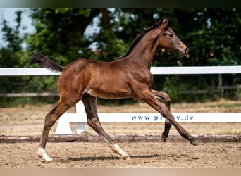 Mecklenburg-varmblod, Hingst, Föl (04/2023), Rökfärgad svart