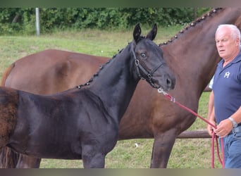 Mecklenburger Warmblut, Hengst, Fohlen (04/2024), Rappe