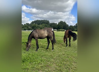 Mecklenburg-varmblod, Sto, 1 år, 168 cm, Grå