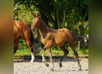 Mecklenburg-varmblod, Sto, 1 år, 170 cm, Brun