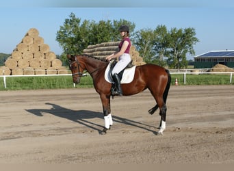 Mecklenburger Warmblut, Stute, 4 Jahre, 168 cm, Brauner