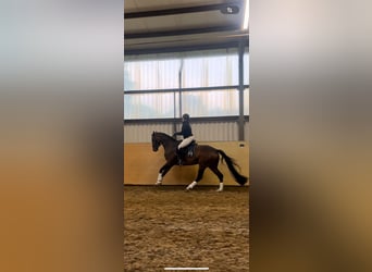 Mecklenburger Warmblut, Stute, 5 Jahre, 172 cm