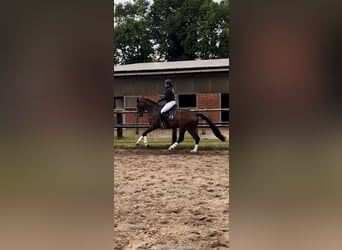 Mecklenburger Warmblut, Stute, 5 Jahre, 172 cm