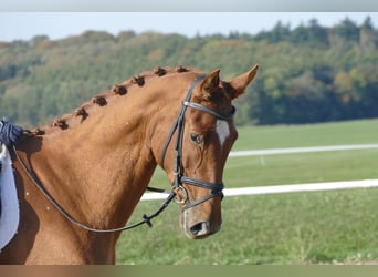 Mecklenburger Warmblut, Stute, 8 Jahre, 173 cm, Fuchs