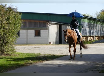 Mecklenburger Warmblut, Stute, 8 Jahre, 173 cm, Fuchs