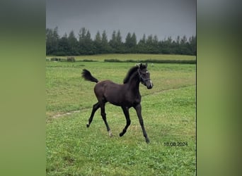 Mecklenburger Warmblut, Stute, Fohlen (04/2024), Kann Schimmel werden