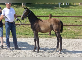 Mecklenburger Warmblut, Stute, Fohlen (04/2024), Kann Schimmel werden