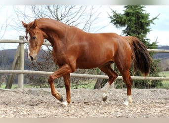 Mecklenburg-varmblod, Valack, 12 år, 170 cm, fux