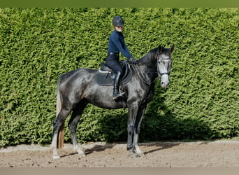 Mecklenburger Warmblut, Wallach, 3 Jahre, 169 cm, Apfelschimmel