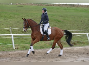 Mecklenburg-varmblod, Valack, 3 år, 170 cm, Brun