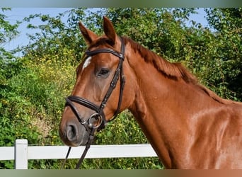 Mecklenburg-varmblod, Valack, 4 år, 165 cm, fux