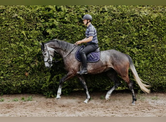 Mecklenburger Warmblut, Wallach, 4 Jahre, 172 cm, Rappschimmel