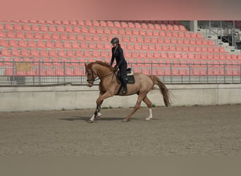 Mecklenburger Warmblut, Wallach, 5 Jahre, 168 cm, Fuchs