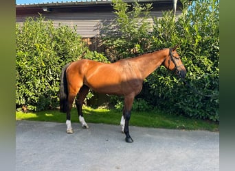 Mecklenburger Warmblut, Wallach, 5 Jahre, 180 cm, Brauner