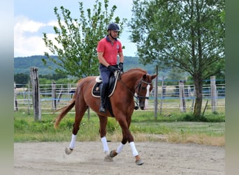 Mecklenburg-varmblod, Valack, 6 år, 175 cm, fux