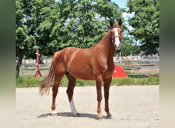 Mecklenburg-varmblod, Valack, 6 år, 175 cm, fux