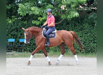 Mecklenburg-varmblod, Valack, 6 år, 175 cm, fux