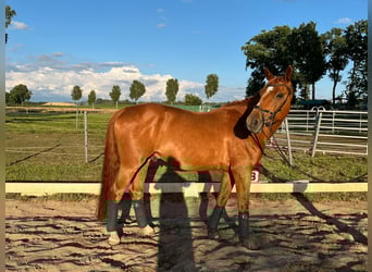 Mecklenburg Warmblood, Gelding, 10 years, 16.3 hh, Chestnut-Red