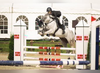 Mecklenburg Warmblood, Gelding, 10 years, 16.3 hh, Grey