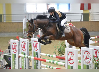Mecklenburg Warmblood, Gelding, 10 years, 16 hh