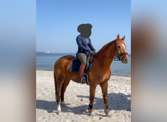 Mecklenburg Warmblood, Gelding, 10 years, 16,3 hh, Chestnut-Red