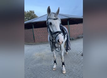 Mecklenburg Warmblood, Gelding, 10 years, 16,3 hh, Grey