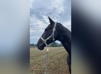 Mecklenburg Warmblood, Gelding, 10 years, 17,1 hh, Black