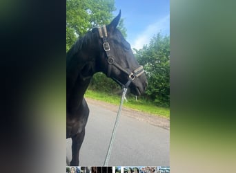 Mecklenburg Warmblood, Gelding, 10 years, 17,1 hh, Black