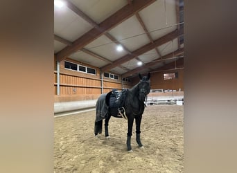 Mecklenburg Warmblood, Gelding, 11 years, 16,1 hh, Black