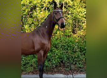 Mecklenburg Warmblood, Gelding, 12 years, 16 hh