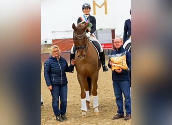 Mecklenburg Warmblood, Gelding, 12 years, 17.1 hh, Chestnut