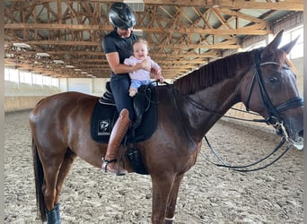 Mecklenburg Warmblood, Gelding, 12 years, 17.1 hh, Chestnut