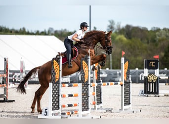 Mecklenburg Warmblood, Gelding, 12 years, 17 hh, Chestnut