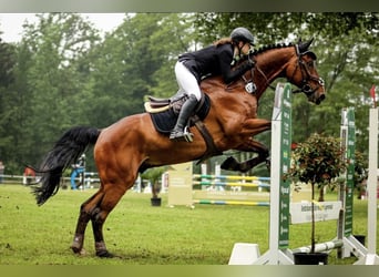 Mecklenburg Warmblood, Gelding, 12 years, 17,1 hh, Brown