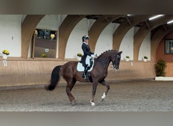 Mecklenburg Warmblood, Gelding, 12 years, 17,1 hh, Chestnut