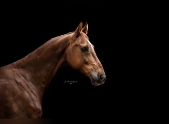 Mecklenburg Warmblood, Gelding, 13 years, 16.2 hh, Chestnut
