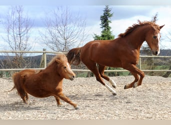 Mecklenburg Warmblood, Gelding, 13 years, 16,2 hh, Chestnut-Red