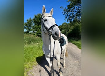 Mecklenburg Warmblood, Gelding, 13 years, 16.2 hh, Gray-Dapple