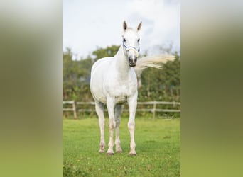 Mecklenburg Warmblood, Gelding, 13 years, 16.2 hh, Gray-Dapple