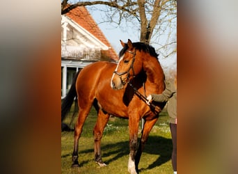 Mecklenburg Warmblood, Gelding, 13 years, 16 hh, Brown