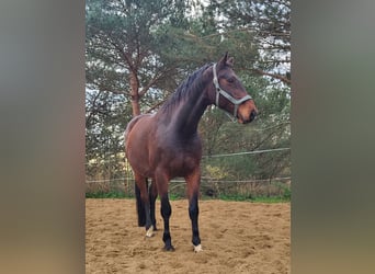 Mecklenburg Warmblood, Gelding, 13 years, 16,2 hh, Brown