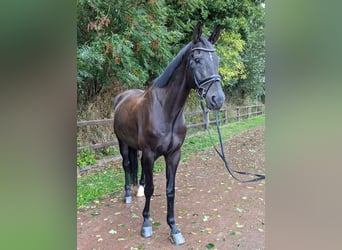Mecklenburg Warmblood, Gelding, 14 years, 16.2 hh, Bay-Dark