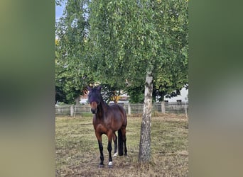 Mecklenburg Warmblood, Gelding, 14 years, 16.2 hh, Brown